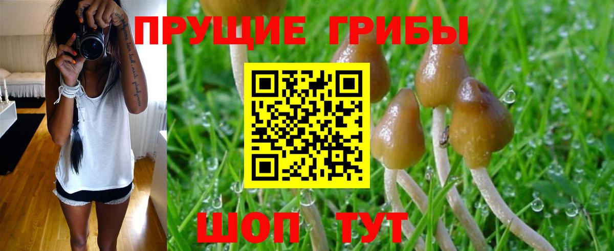 купить закладку  Дмитров  Галлюциногенные грибы ЛСД 